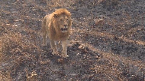 CLOSE UP: Beautiful magnificent lion walking slowly on burnt savannah grassland field in breath-taking Serengeti national park. Safari lion rambling in wilderness on sunny golden light evening