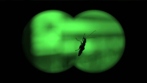 Bug on the window with night vision effect