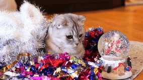 Scottish fold cat with new year snow ball - Powered by Shutterstock - Get 15% off with code: PIKWIZARD15