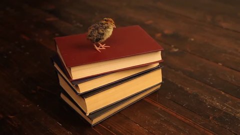 quail sitting on the book