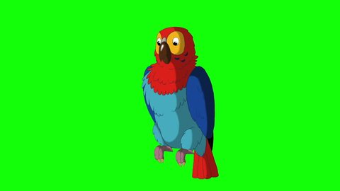 Colorful Parrot Greets. Green Screen Video Footage. Looped motion graphic.