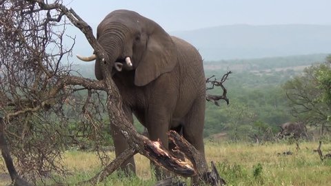 African Elephant lifts, breaks and rolls over dead tree. 
