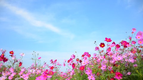 Beautiful Cosmos Flowers Blooming Garden Stock Photo 797194879 ...