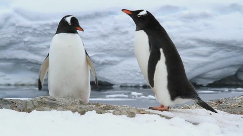 male and relish Gentoo penguins on the future nest site of a spring day