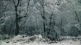 Beautiful winter landscape with frozen trees