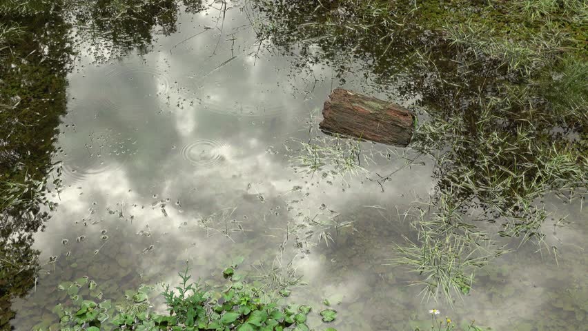 Marsh