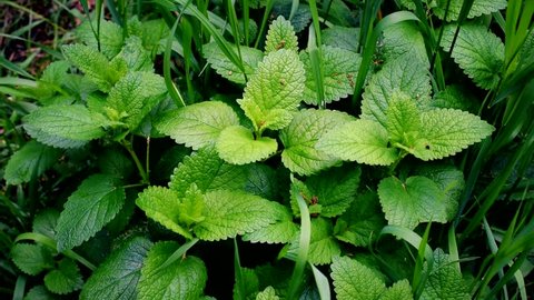 Green lemon balm and grass blades filling the frame stirred by wind. Melissa officinalis.