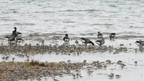 Brent Goose - Geese from Dawlish Warren, England