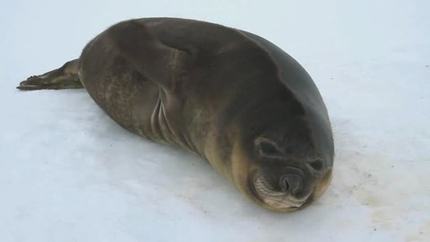 Young southern elephant seal lying on the snow in Antarctica
