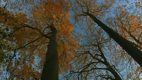 autumn tree tops pan to left