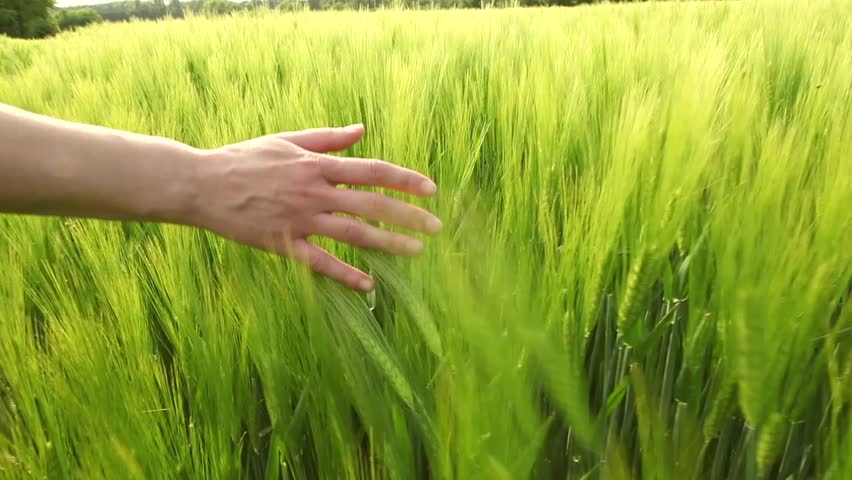 slowmotion hands touching wheat during spring 