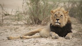 Big male African lion (Panthera leo) with mane blowing in the wind, Kalahari desert, South Africa