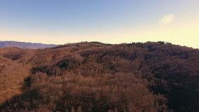 Aerial shot, autumn wood in the mountains with orange dry leaves, sun high in the sky, filmed with drone