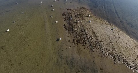 Aerial view Birds seagulls soar to sandbar on salt lake, morning wild landscape