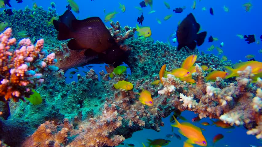 4k footage tropical fish swimming around Stock Footage Video (100% ...