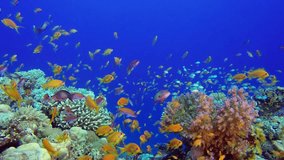 Beautiful Underwater Colorful Reef Fishes. Picture of a wonderful and beautiful underwater colorful fishes and corals in the tropical reef of the Red Sea, Dahab, Egypt.
