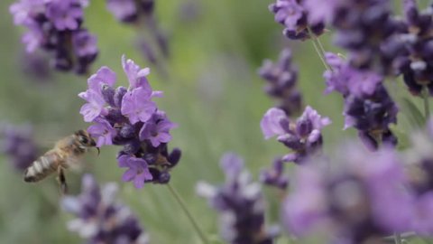 Montage of Honey Bees on Lavender