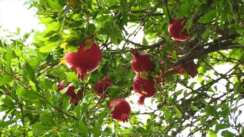 Pomegranate on the tree in Armenia