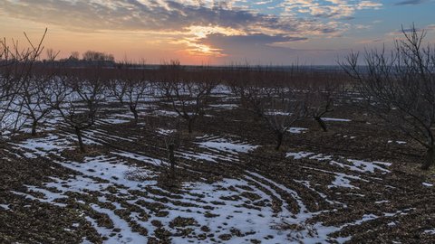 Colorful sunset of cloudy sky over snowy orchard fields during winter.