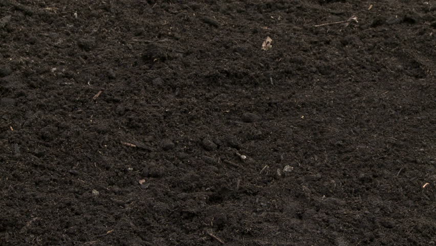 Man planting a conifer tree seedling in the ground