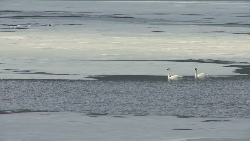 Migrating Tundra Swans swimming in the open water of a frozen lake in Alberta,