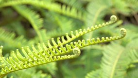 4K : Closeup of fern buds unfold move in spring wind, High quality, Ultra HD, 3840x2160