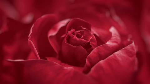 Close up of opening dark red rose, blooming dark red rose, beautiful 3d animation