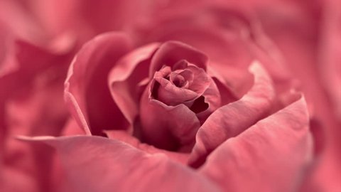 Close up of opening pink rose, blooming pink roses, beautiful 3d animation Video Stok