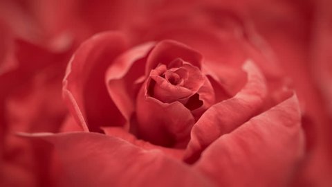 Close up of opening red rose, blooming red rose, beautiful 3d animation