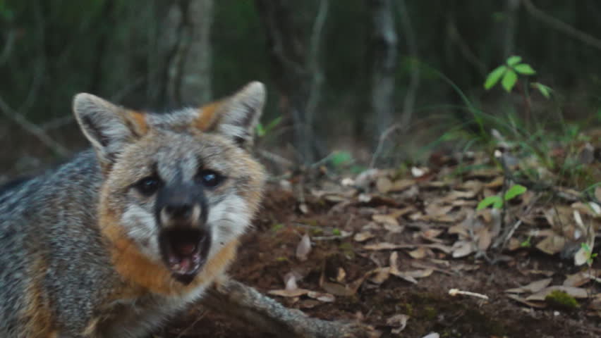 Gray Fox (Urocyon cinereoargenteus) aggressive behavior.