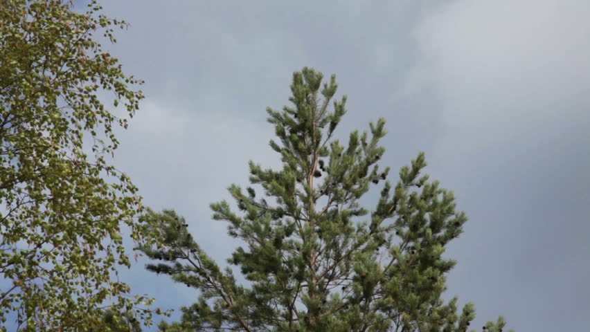 Camera Pan Down Pine Tree, closeup