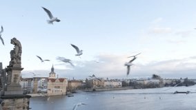 Beautiful Czechia city of Prague scene with birds feeding in slow motion 1920X1080 HD footage - Everyday situations on Vltava river  and Charles bridge slow-mo 1080p FullHD video