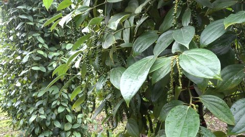 Pepper garden is a flowering vine family Piperaceae which is dried used as spice and seasoning dried ground pepper flavour