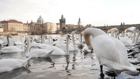 Swans and other birds on Vltava river banks in capital of Czechia slow-mo 1920X1080 HD footage - Slow motion Czech Republic city of Prague beautiful scene with white Cygnus on water 1080p FullHD video