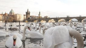 Capital of Czechia scene with swans and other birds on Vltava river banks slow-mo 1920X1080 HD footage - Slow motion Czech Republic city of Prague with white Cygnus on water 1080p FullHD video