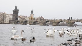 Czechia capital scene with swans and other birds on Vltava river banks slow-mo 1920X1080 HD footage - Slow motion Czech Republic city of Prague with white Cygnus on water 1080p FullHD video