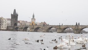 Daily Czechia capital scene with swans and other birds on Vltava river banks slow-mo 1920X1080 HD footage - Slow motion Czech Republic city of Prague with white Cygnus on water 1080p FullHD video