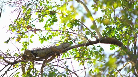 Big iguana laying tree 