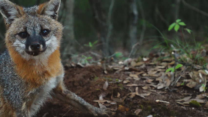 Gray Fox (Urocyon cinereoargenteus), slow motion, 1/2 natural speed