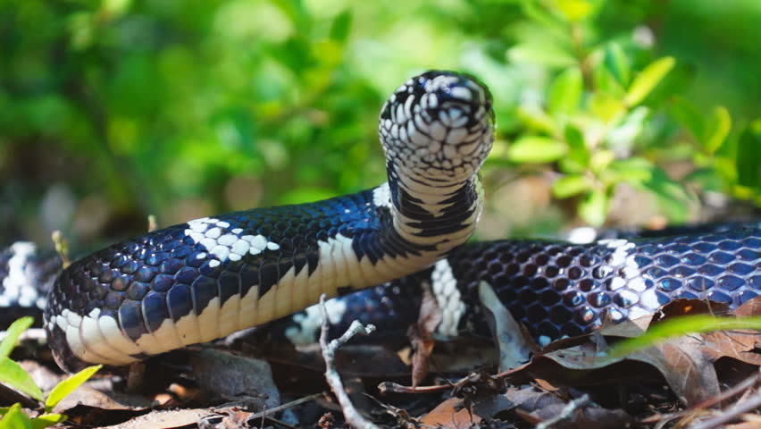 Eastern Kingsnake (Lampropeltis getula) in Georgia eats other snakes.