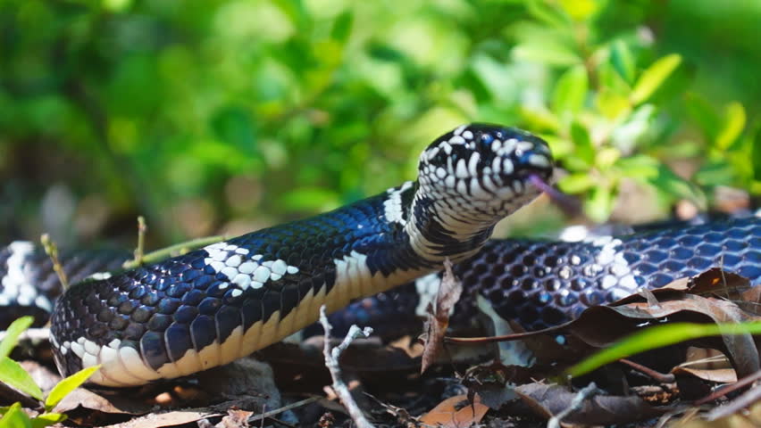Eastern Kingsnake (Lampropeltis getula) in Georgia eats other snakes.