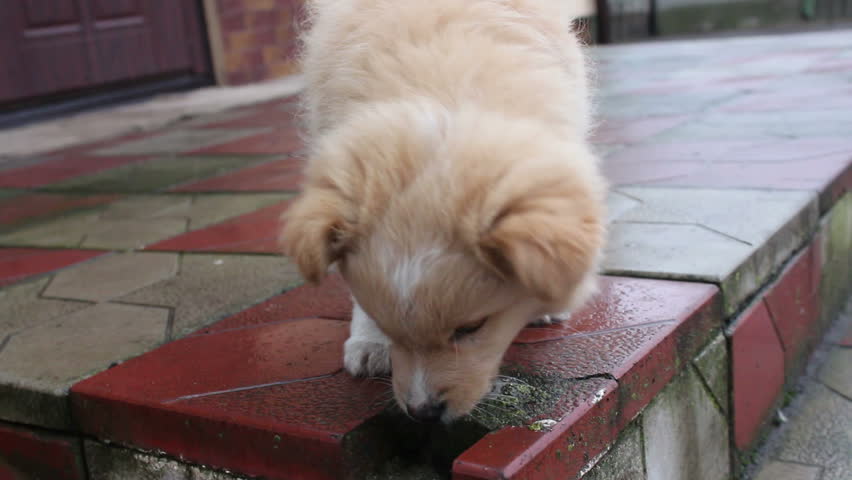 small yellow dog chews and licks the pavement