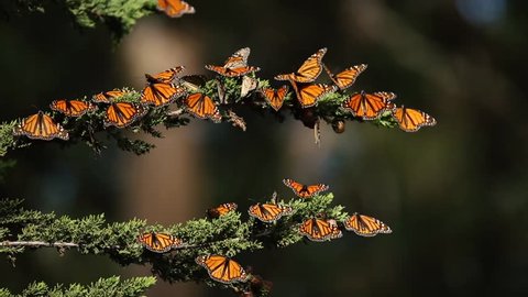 Monarch butterflies fly and rest on branches in the Pismo Beach Monarch grove 4, tight shot