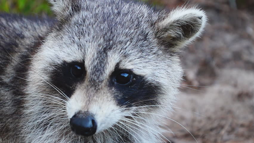 Raccoon (Procyon lotor), slow motion,1/2 natural speed
