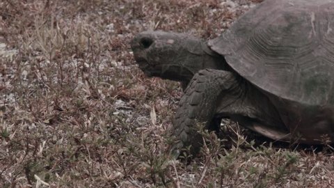 Florida Gopher Tortoise walking on the grass,  side view.