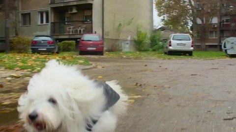 Happy Coton de Tulear runs like the wind in parking space behind apartment buildings