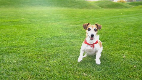 Adorable small dog Jack Russell terrier dancing  jumping want to  play. excited impatience. Active crazy friend pet running for the blue disk toy. seamless endless looped video