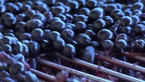 Harvest red vine-Manual sorting table, Worker processing freshly harvested grapes