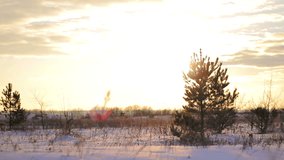 Winter snow, Christmas trees, an idyllic landscape