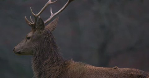 Wild Red Deer walks in rainy forest. Slow Motion.
